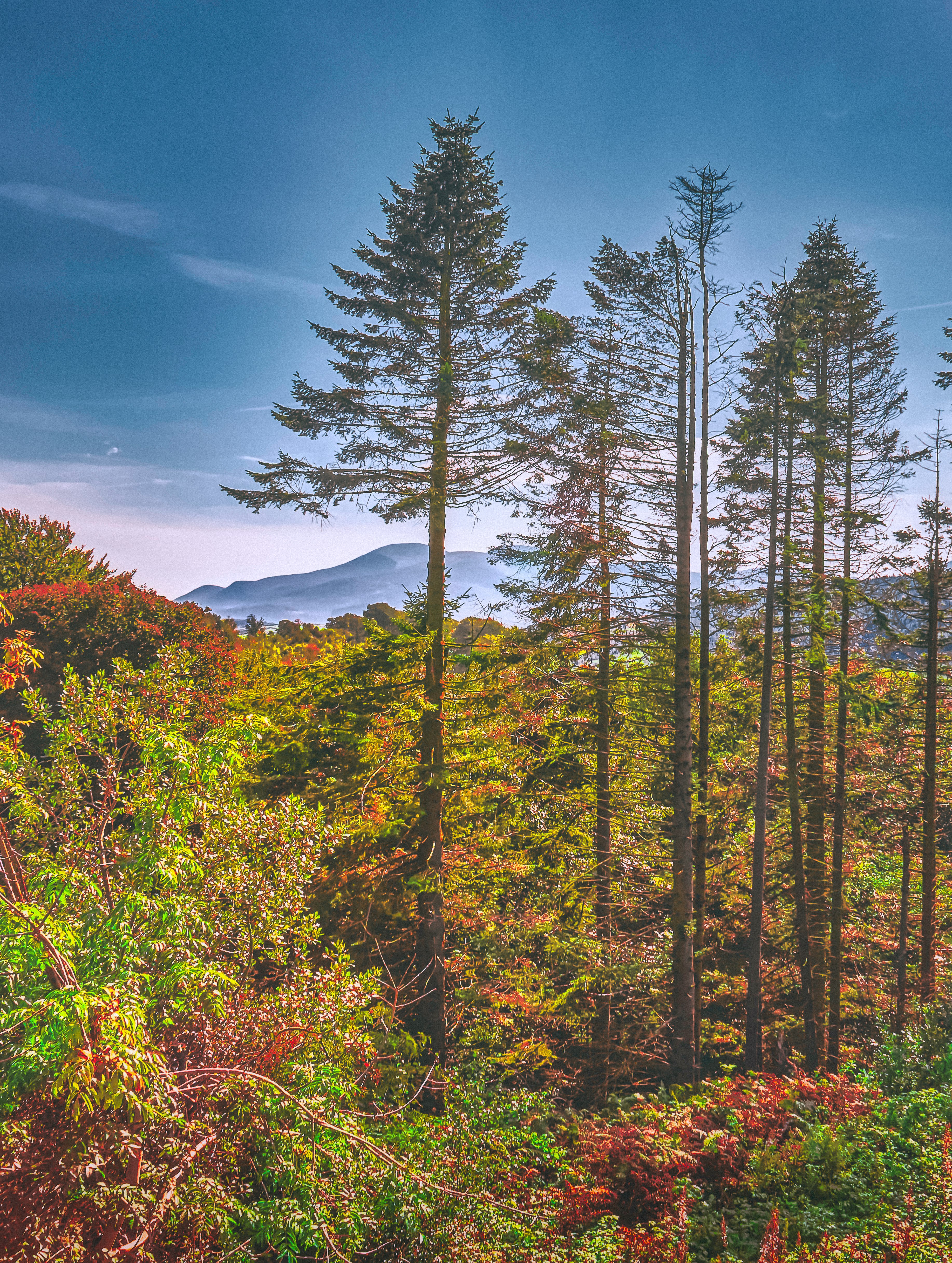 green and brown trees under blue sky during daytime